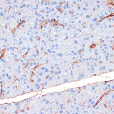 Immunohistochemistry-Paraffin: eNOS [p Ser1177] Antibody [NBP3-05432] - Mouse pancreas using eNOS [p Ser1177] antibody (NBP3-05432) at dilution of 1:200 (40x lens).